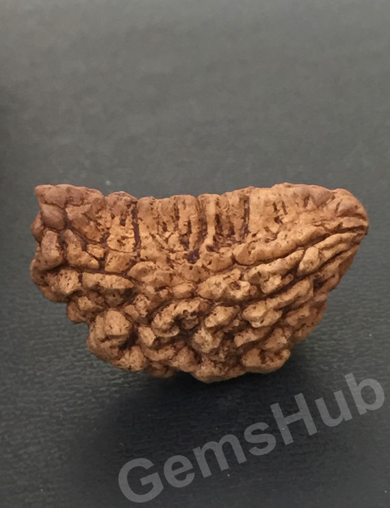 1 Face/Mukhi Certified Rudraksha Size- 31.35 mm